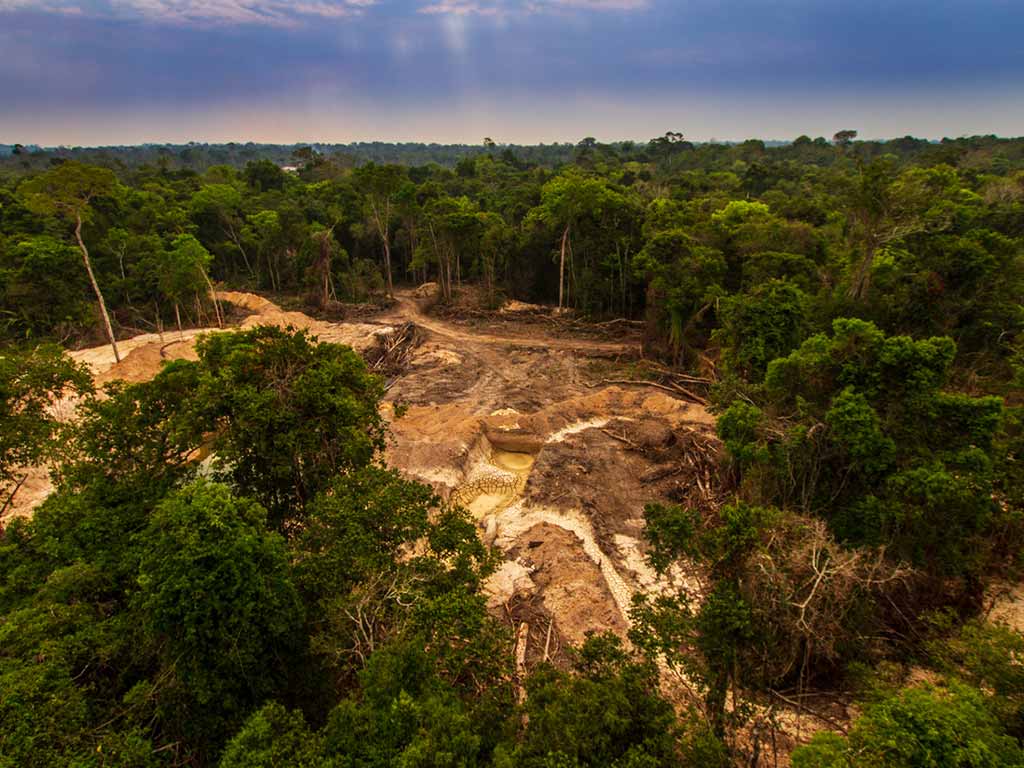 acciones-para-evitar-la-deforestacion.jpg